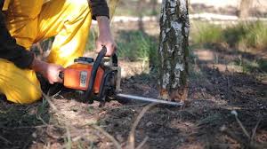 Best Tree Health Inspection  in Wilkesboro, NC