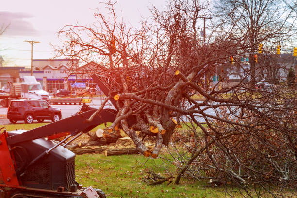 How Our Tree Care Process Works  in  Wilkesboro, NC