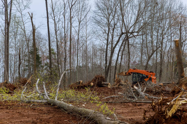 Best Lawn Dethatching  in Wilkesboro, NC