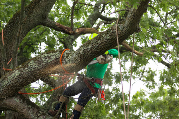 Best Fruit Tree Pruning  in Wilkesboro, NC