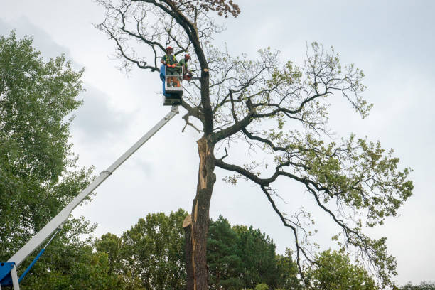 Best Tree Removal  in Wilkesboro, NC