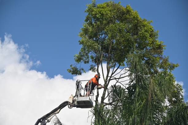 Best Tree Removal  in Wilkesboro, NC