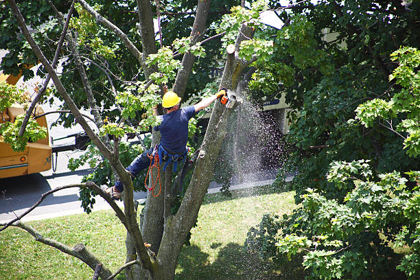 Best Hazardous Tree Removal  in Wilkesboro, NC