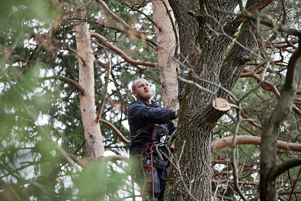 Best Tree Cabling and Bracing  in Wilkesboro, NC