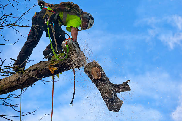 Best Storm Damage Tree Cleanup  in Wilkesboro, NC